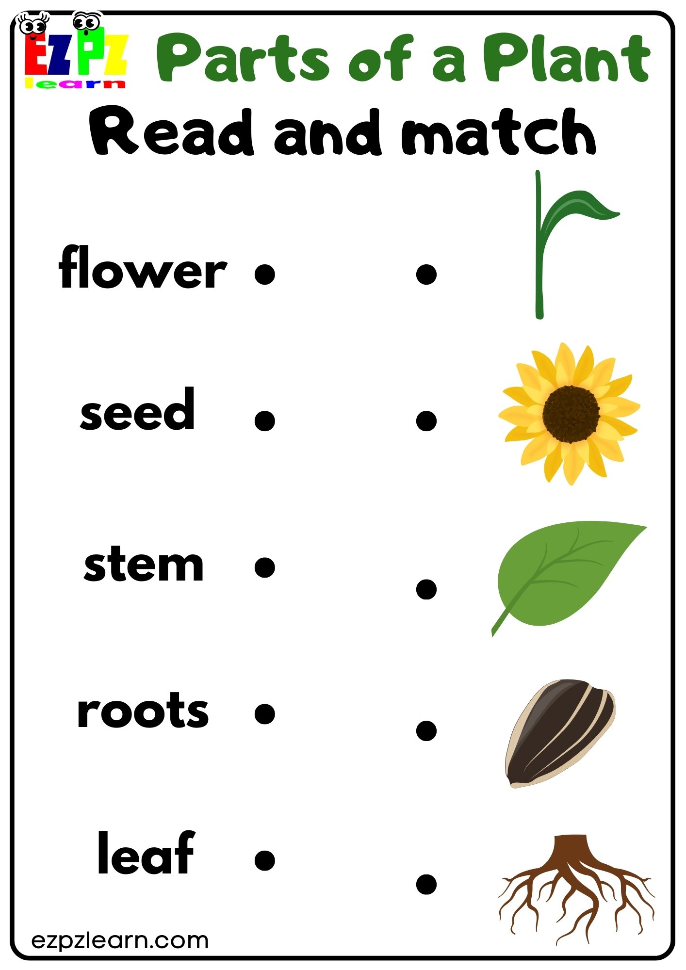 Parts of a Plant Read and Match Worksheet for Kindergarten or ESL ...