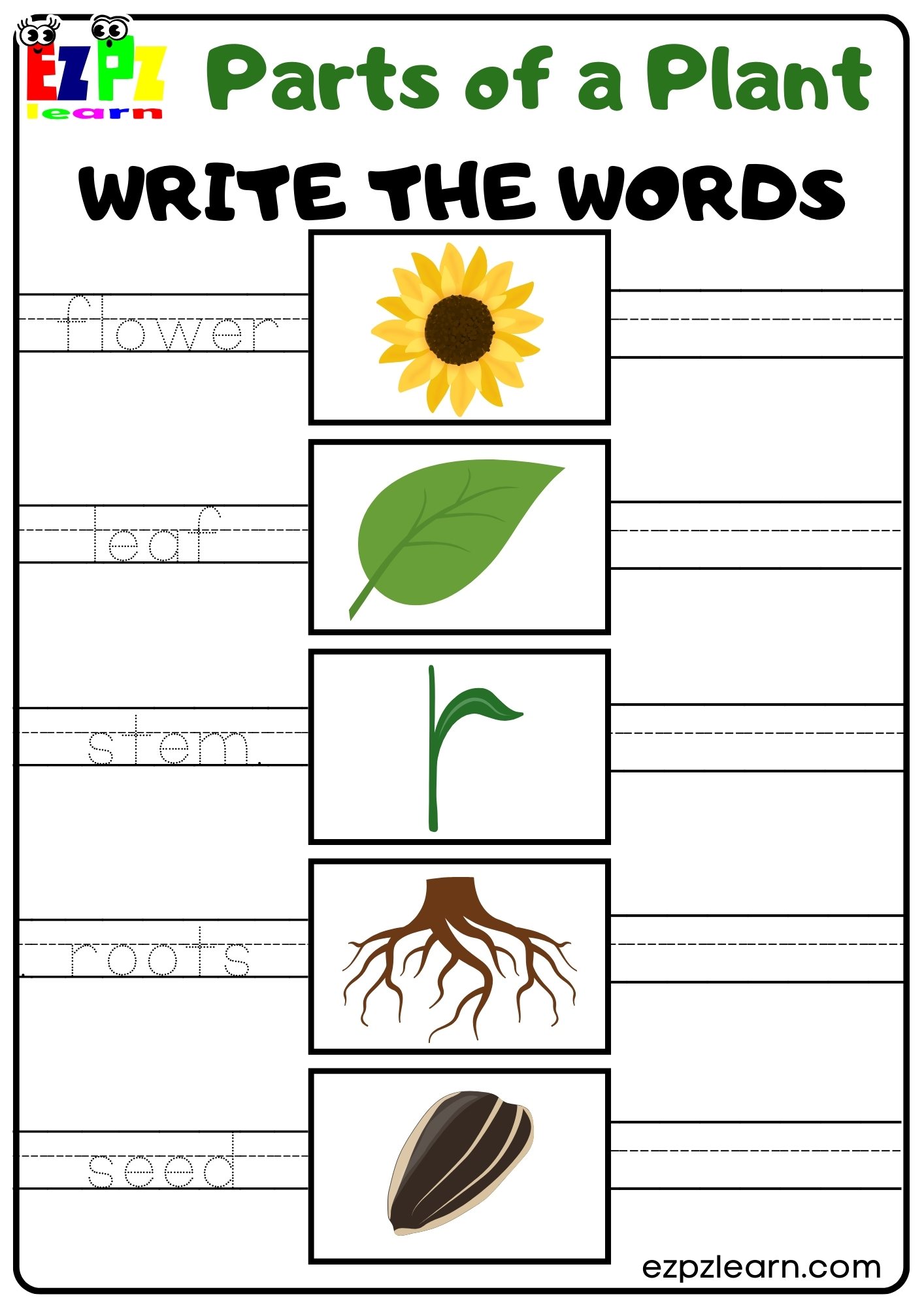 Parts of a Plant Vocabulary Write the Words Activity for Kindergarten ...