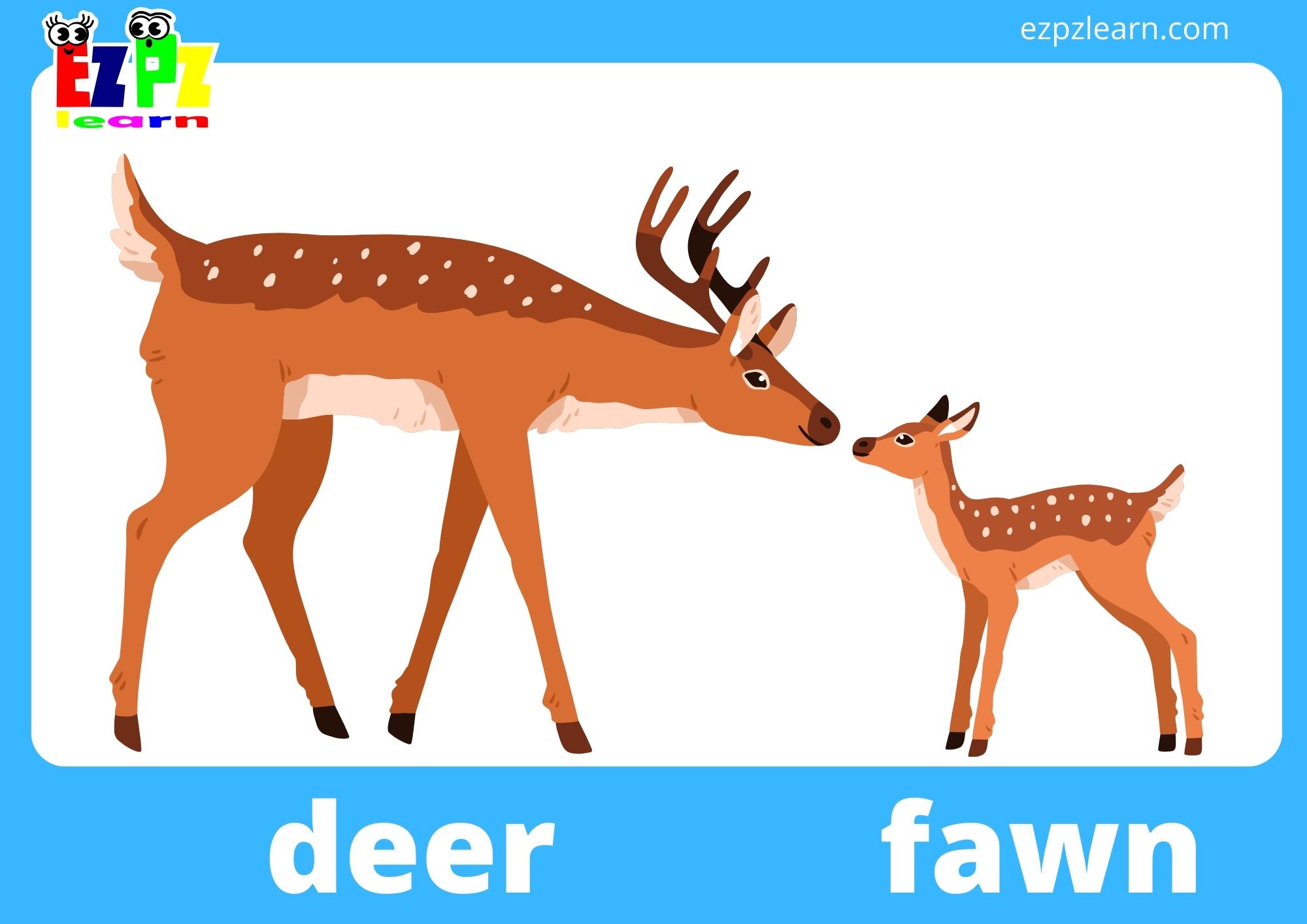 Animals and Their Young Flashcards for Kindergarten and English ...