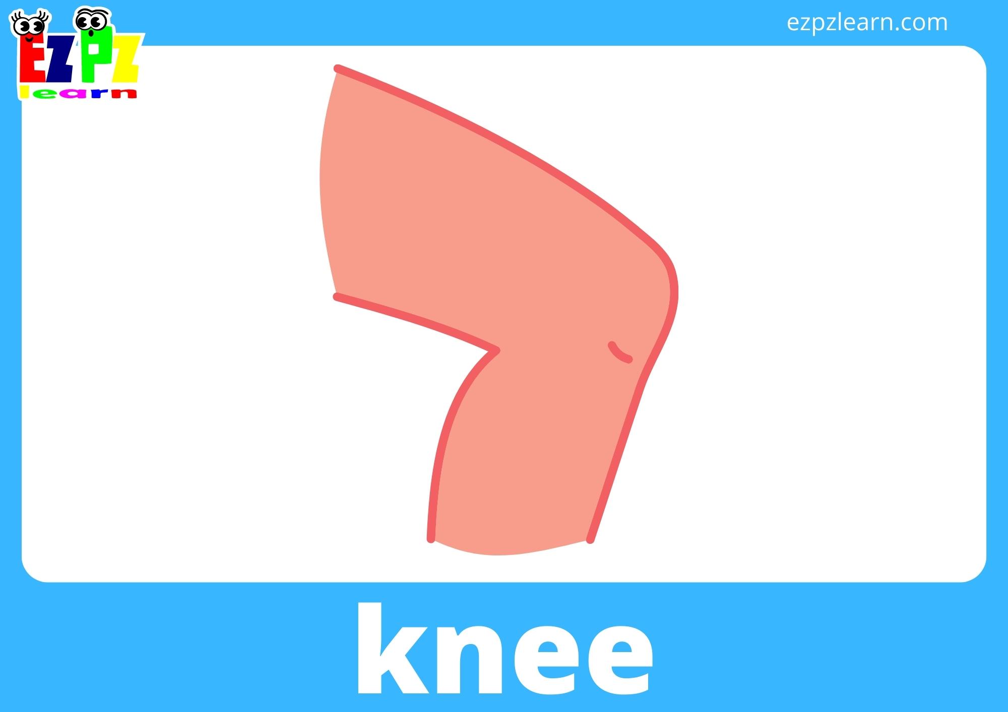 Body Parts Flashcards With Words View Online or PDF Download