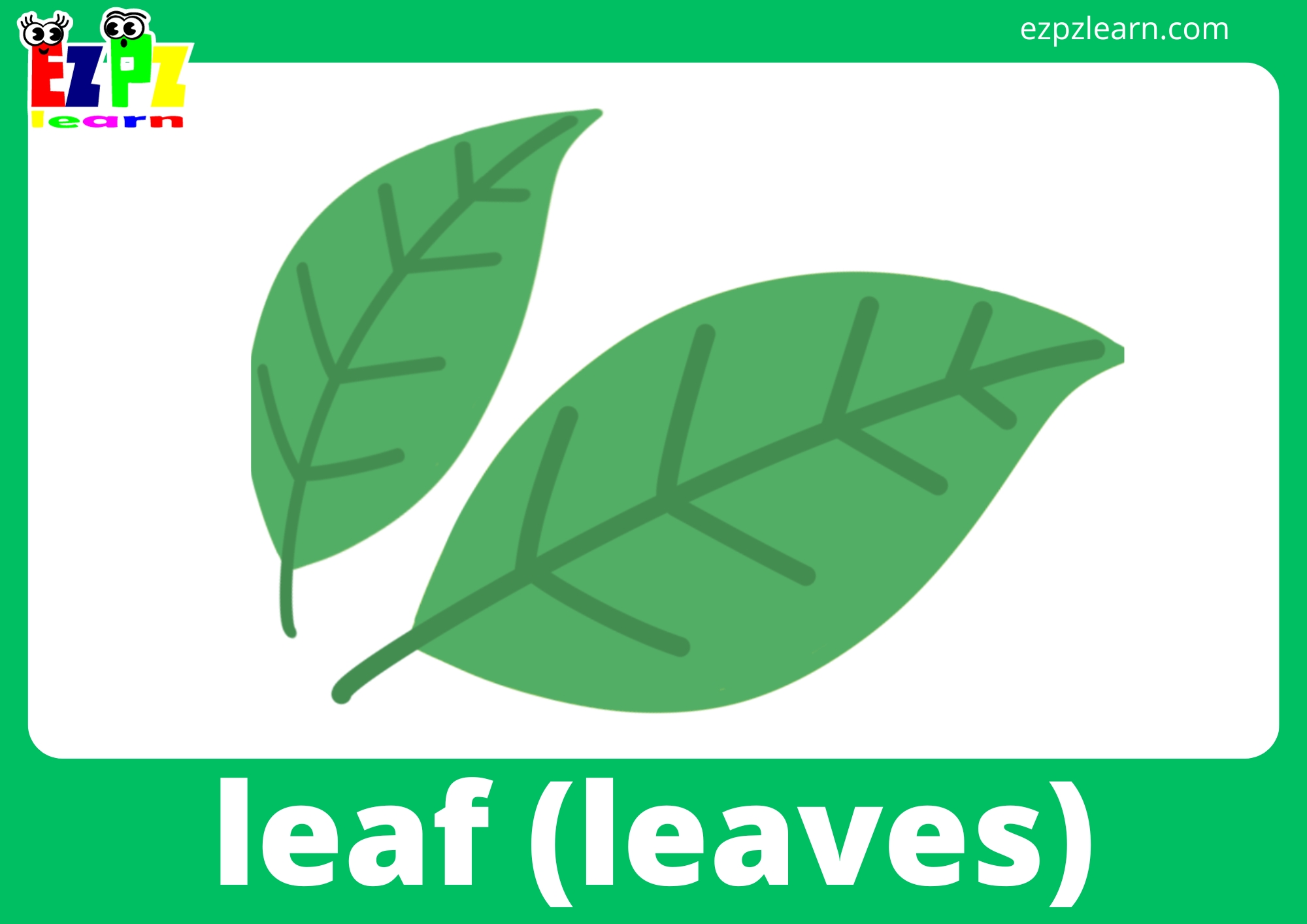 Plants Flashcards Free PDF Printable Download Part of a Plant. Things ...