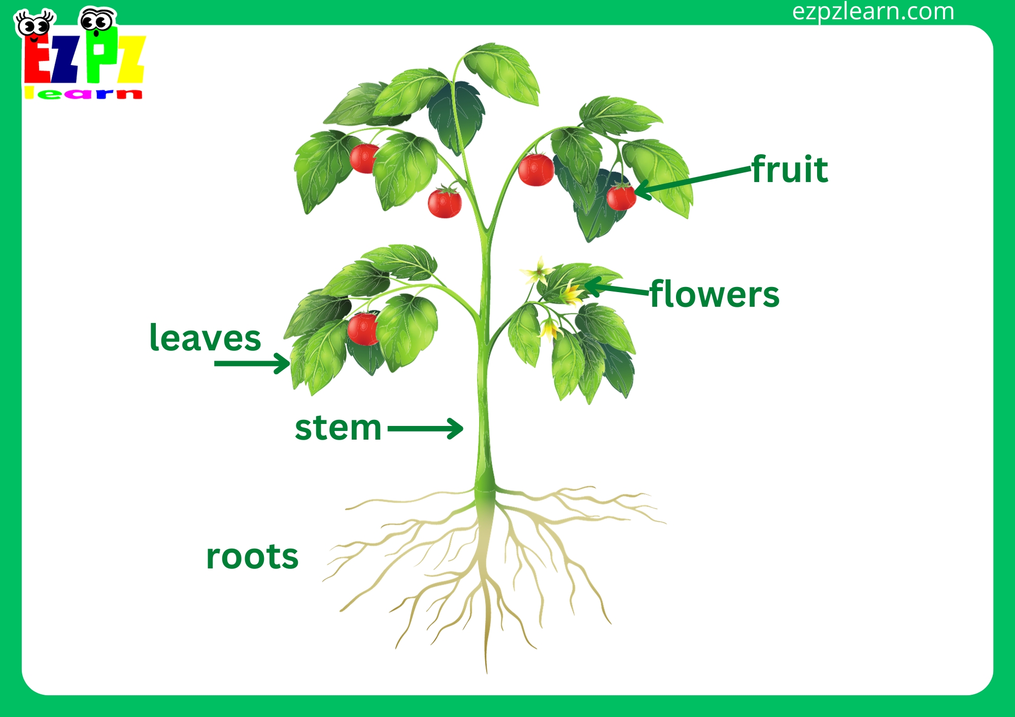 Plants Flashcards Free PDF Printable Download Part of a Plant. Things ...